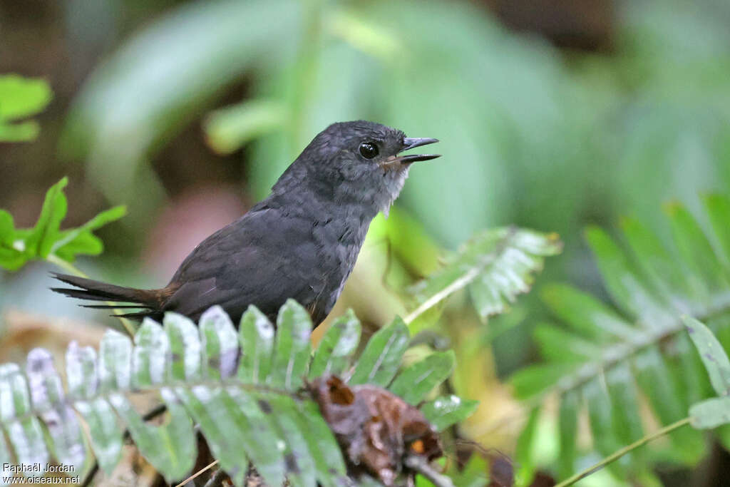 Mérulaxe du Chocóadulte, chant