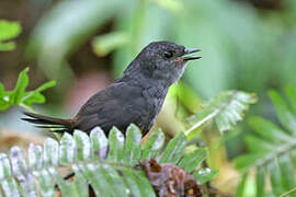 Choco Tapaculo