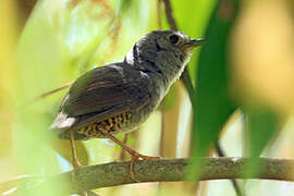 Diamantina Tapaculo