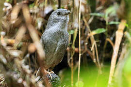 Rock Tapaculo