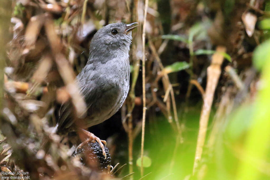 Mérulaxe pétrophileadulte, habitat, chant