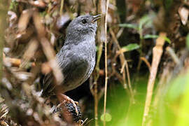 Rock Tapaculo