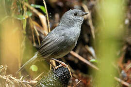 Rock Tapaculo