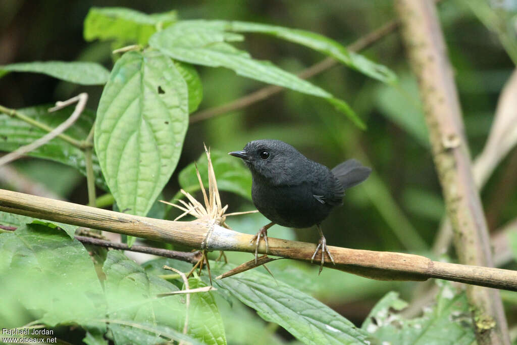 Mouse-colored Tapaculoadult, identification