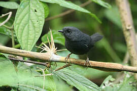 Mouse-colored Tapaculo