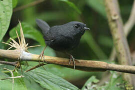 Mouse-colored Tapaculo