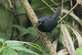 Mouse-colored Tapaculo