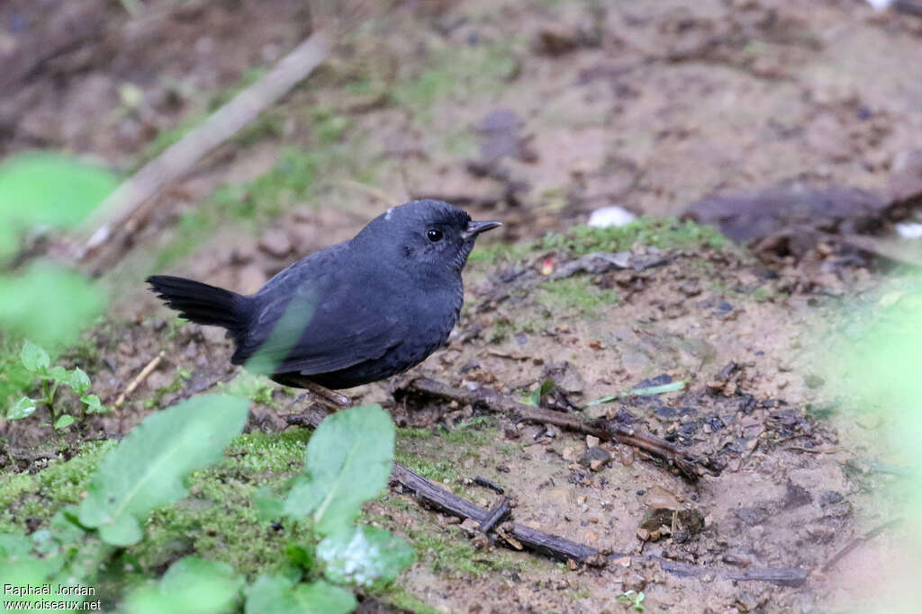 Mérulaxe unicoloreadulte, identification