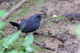 Unicolored Tapaculo