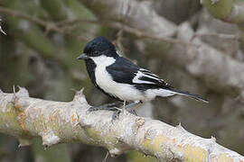 White-naped Tit