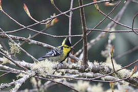 Yellow-cheeked Tit