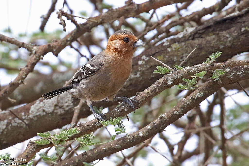 Red-throated Titadult, identification