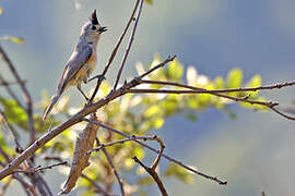 Black-crested Titmouse