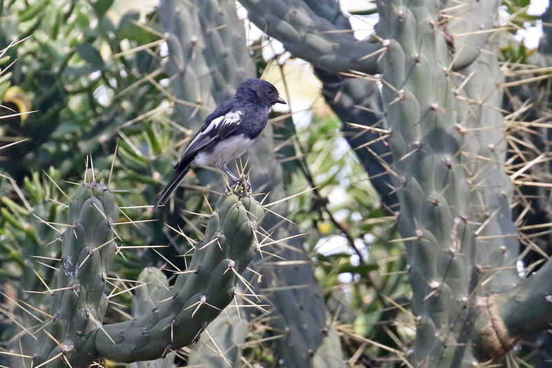 White-bellied Titadult