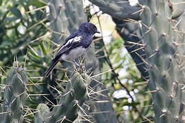 White-bellied Tit