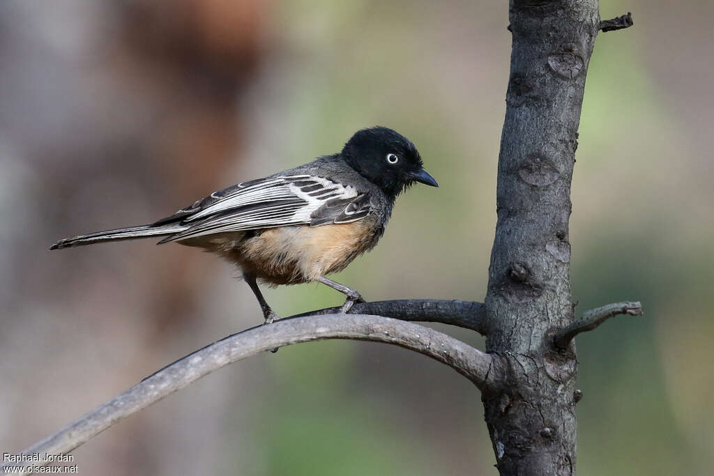 Rufous-bellied Titadult, identification