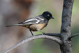 Rufous-bellied Tit