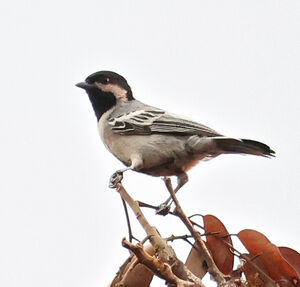 Mésange à ventre gris