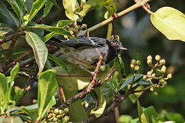 Stripe-breasted Tit