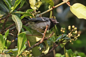 Mésange à ventre strié