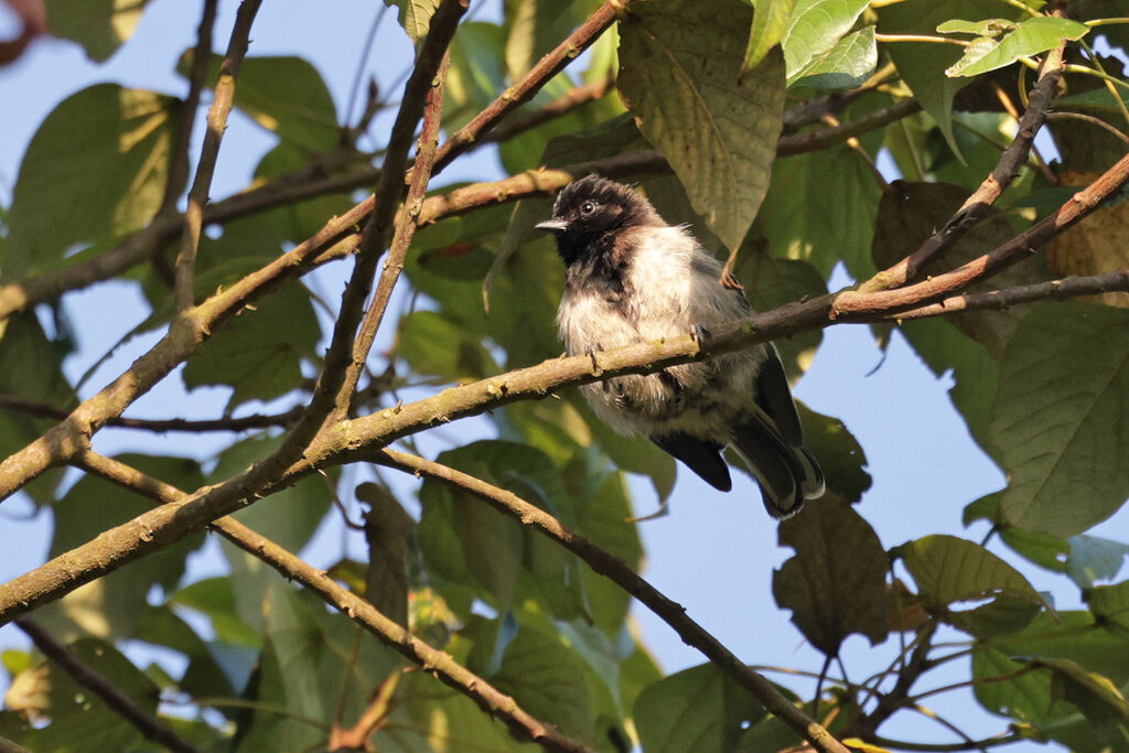 Stripe-breasted Titadult