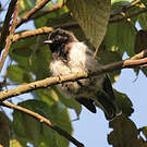 Mésange à ventre strié