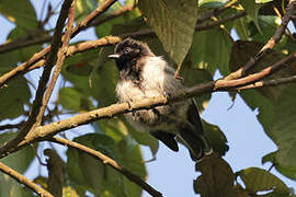 Stripe-breasted Tit