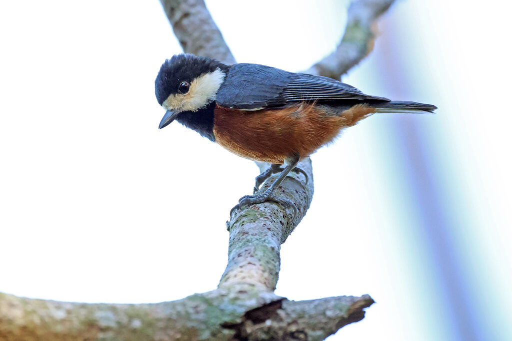 Chestnut-bellied Tit