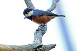 Chestnut-bellied Tit