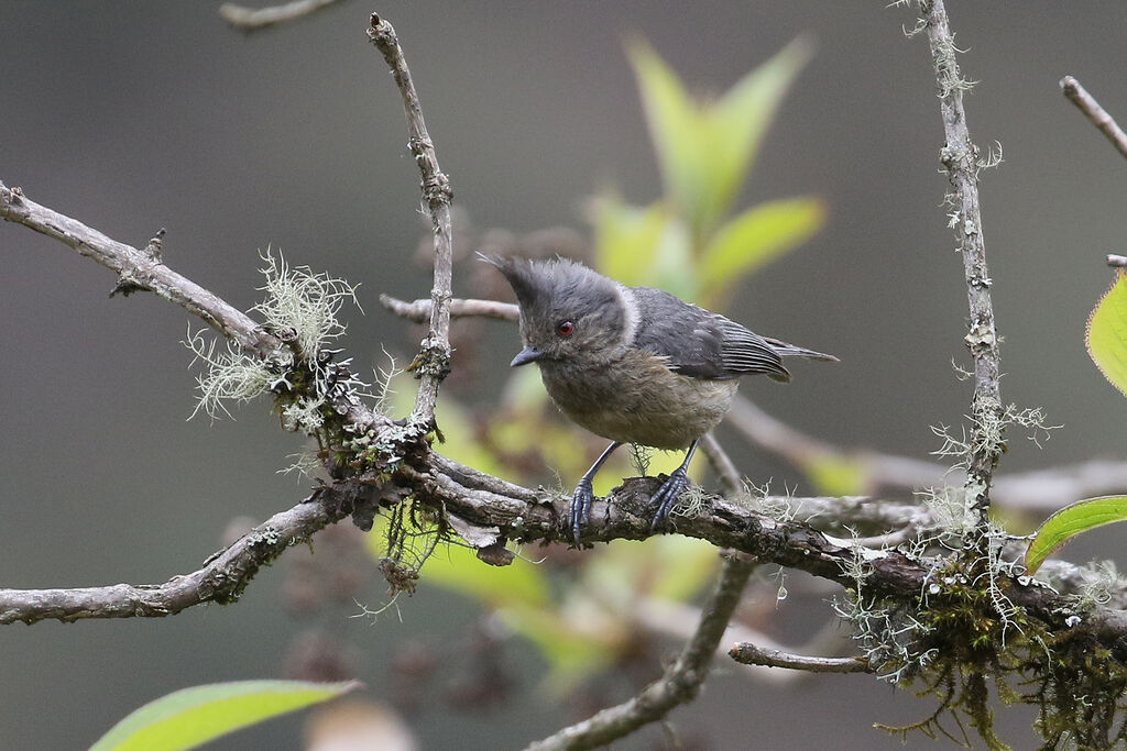 Grey-crested Titadult