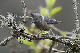 Grey-crested Tit