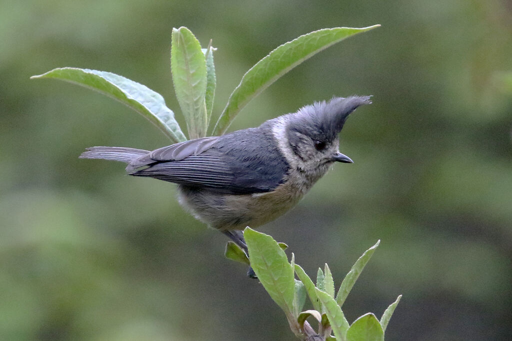 Grey Crested Titadult