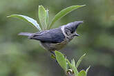 Mésange des bouleaux