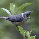 Mésange des bouleaux