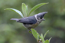 Grey-crested Tit