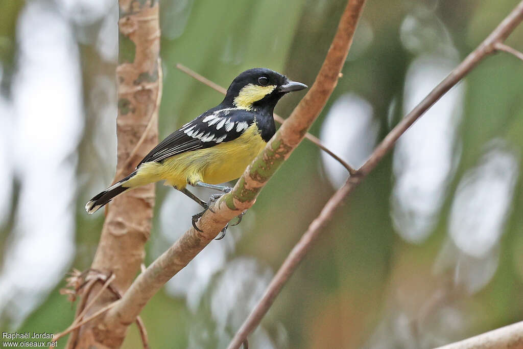 Mésange élégante