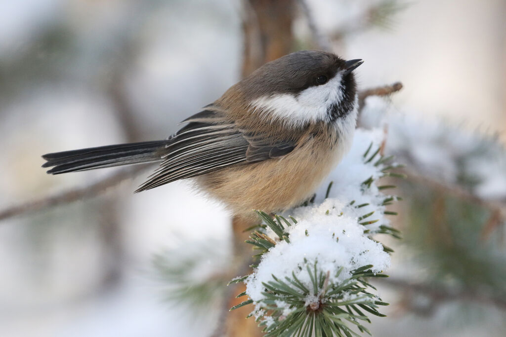 Mésange laponeadulte