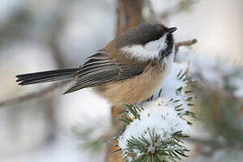 Grey-headed Chickadee