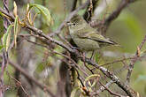 Mésange modeste