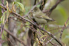 Mésange modeste