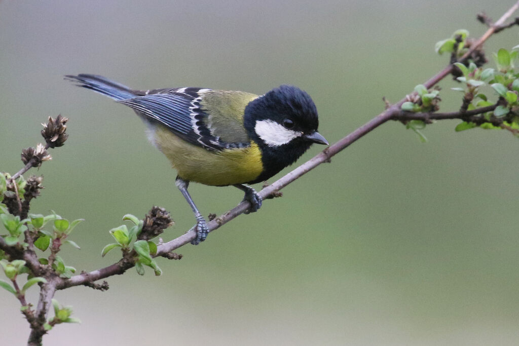 Green-backed Titadult