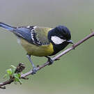 Mésange montagnarde