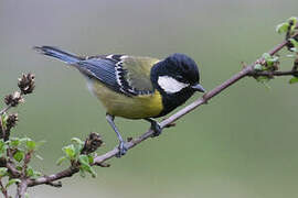 Green-backed Tit