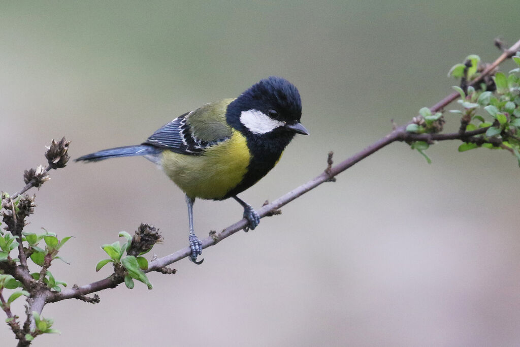 Mésange montagnardeadulte