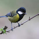 Mésange montagnarde