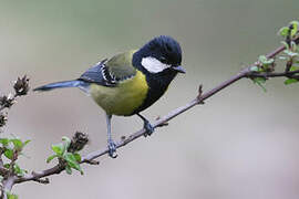 Green-backed Tit