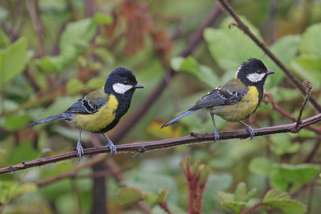 Green-backed Tit