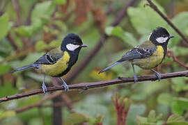 Green-backed Tit