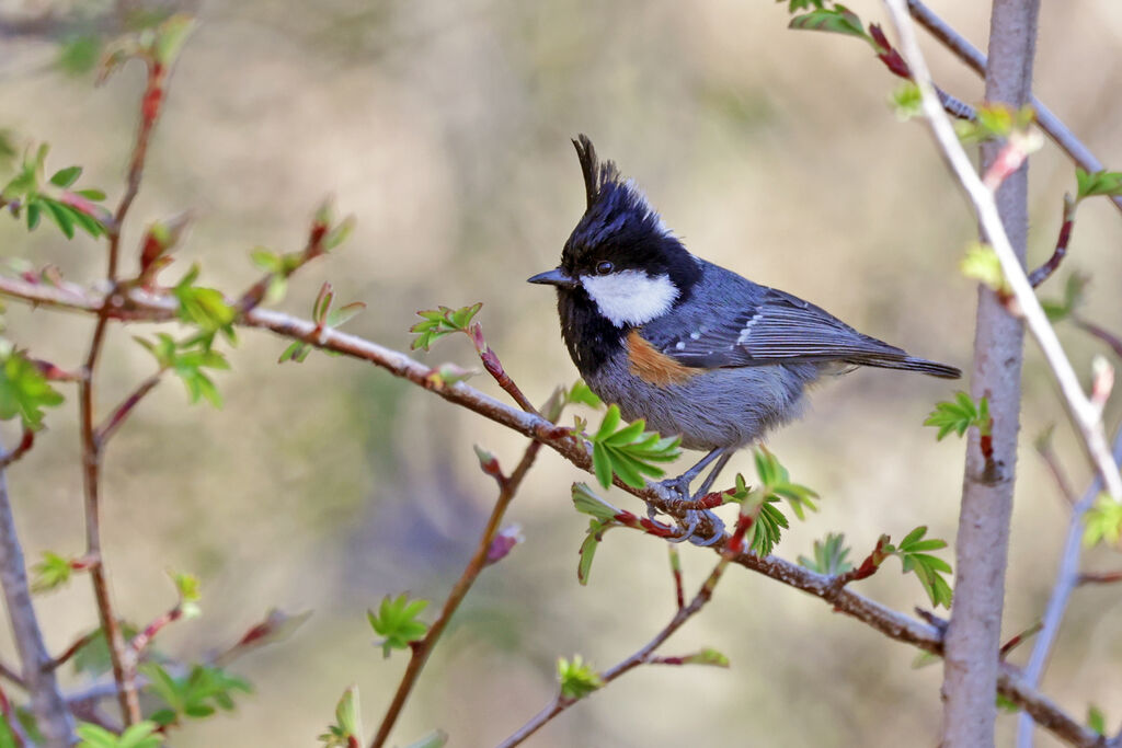 Coal Tit