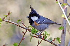 Coal Tit